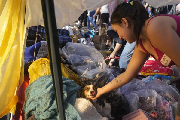 Een hond die is geëvacueerd uit een gebied dat is overstroomd door hevige regen, wordt geaaid door een vrijwilliger in een opvangcentrum in Canoas, in de staat Rio Grande do Sul, Brazilië, donderdag 9 mei 2024. (AP Photo/Andre Penner)