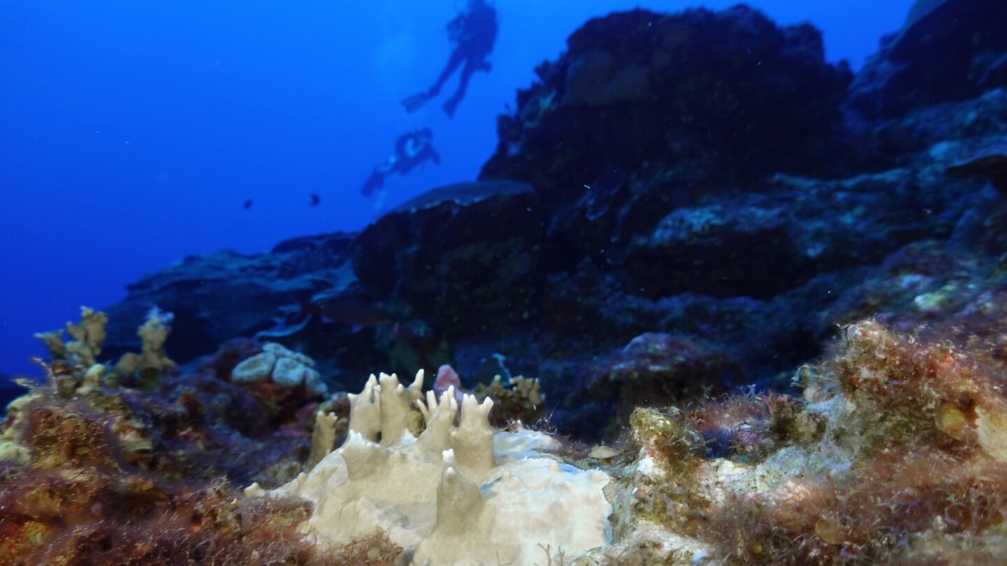 Учените казват, че кораловите рифове по света изпитват масово избелване в затоплящите се океани