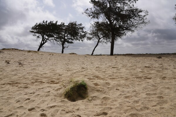 Patches of grass mark the spot where, according to officials and witnesses, bodies of migrants from capsized boats attempting the dangerous trip from West Africa to Spain are buried in unmarked beach graves in Saint Louis, Senegal, Sunday, July 16, 2023. Bodies wash ashore or are found by fishermen at sea, then are buried by authorities. (AP Photo/Sam Mednick)