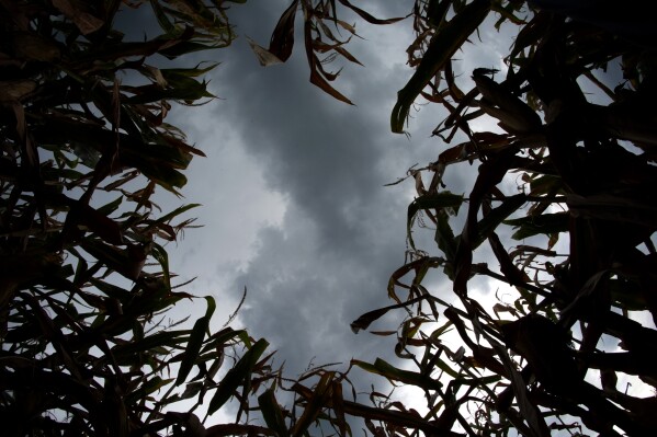Storm clouds build above a corn field Tuesday, Aug. 27, 2024, near Platte City, Mo. (AP Photo/Charlie Riedel)