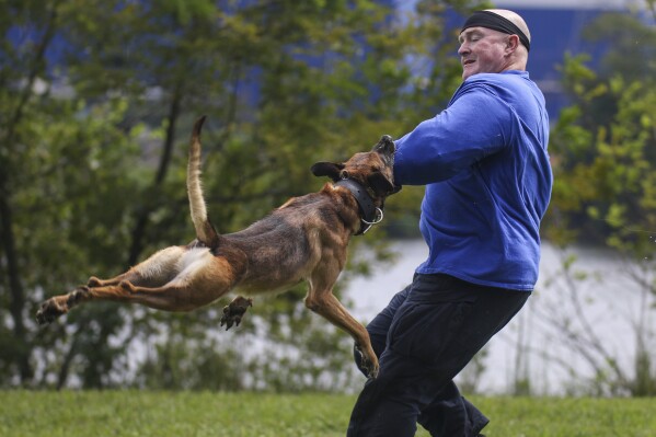 FILE - K9 dog Dave goes after officer Lucas Timmons during criminal apprehension trials as the Chattanooga Police Department hosted the United States Police Canine Association (USPCA) Region 22 "Mini-Trials" at the Police Shooting Range on Moccasin Bend in Chattanooga, Tenn., on Aug. 30, 2023. Kansas legislators are moving to impose tougher prison sentences for harming or killing police dogs, and the measure has bipartisan support despite questions elsewhere over how the animals are used in law enforcement. (Olivia Ross/Chattanooga Times Free Press via AP, File)