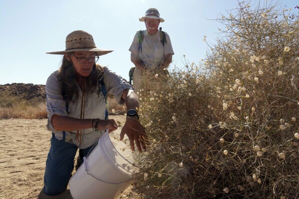 Madena Asbell, director of plant conservation programs at the Mojave Desert Land Trust, collects seeds to preserve desert plants after the winter's historic rains, Wednesday, June 12, 2023, in the Mojave Desert near Joshua Tree, Calif. Volunteer and resident Thomas Rottman stands behind Asbell. Previously, years of drought damped the prospect of collection. The goal is to bolster the Mojave Desert Seed Bank, one of many efforts across the United States aimed at preserving plants for restoration projects in the aftermath of wildfire or floods. (AP Photo/Damian Dovarganes)