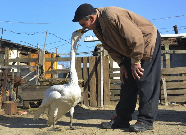 Recep Mirzan, a 63-year-old retired postman talks to Garip, a female swan that he rescued 37 years ago, in his farmhouse outside Karaagac, in Turkey's western Edirne province, bordering Greece, Saturday, Feb. 6, 2021. Mirzan found the swan, wounded with a broken wing, in an empty field and took her to his home to protect her from wildlife. The swan follows the man whenever he is out of his pen, accompanying him when he is doing his chores around the farm or for his daily evening walks. (AP Photo/Ergin Yildiz)
