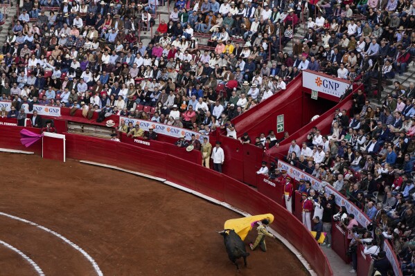 A bullfighter performs during a bullfight at the Plaza Mexico, in Mexico City, Sunday, Jan. 28, 2024. Bullfighting returned to Mexico City after the Supreme Court of Justice overturned a 2022 ban that prevented these events from taking place in the capital. (AP Photo/Fernando Llano)