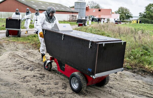 Employees from the Danish Veterinary and Food Administration and the Danish Emergency Management Agency transport contatiner at a mink farm, in Gjoel, Denmark, Thursday, Oct. 8, 2020.  The culling of at least 2.5 million minks in northern Denmark has started, authorities said Monday after the coronavirus has been reported in at least 63 farms. The Danish Veterinary and Food Administration is handling the culling of the infected animals while breeders who have non-infected animals on a farm within 8 kilometers (5 miles) from an infected farm must put them to sleep themselves.   (Henning Bagger Ritzau Scanpix via AP)