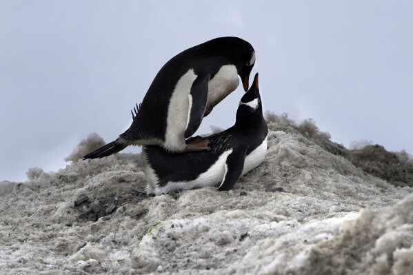 Penguins mate near Bransfield Strait shore, in Antarctica, Nov. 23, 2023. (AP Photo/Jorge Saenz)