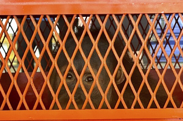 CORRECTS TO BRIAN, Brian, one of three orangutans to be repatriated to Indonesia sits in a crate before departure at Suvarnabhumi International Airport in Bangkok, Thailand, Thursday, Dec. 21, 2023. Three trafficked Sumatran orangutans were sent back from Thailand to Indonesia on Thursday as part of a joint effort between the countries to tackle the illegal wildlife trade. (AP Photo/Jintamas Saksornchai)