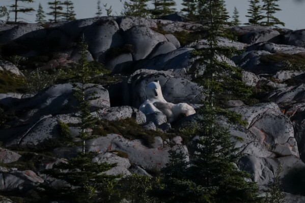 A polar bear nurses her cub, Wednesday, Aug. 7, 2024, near Churchill, Manitoba. (AP Photo/Joshua A. Bickel)