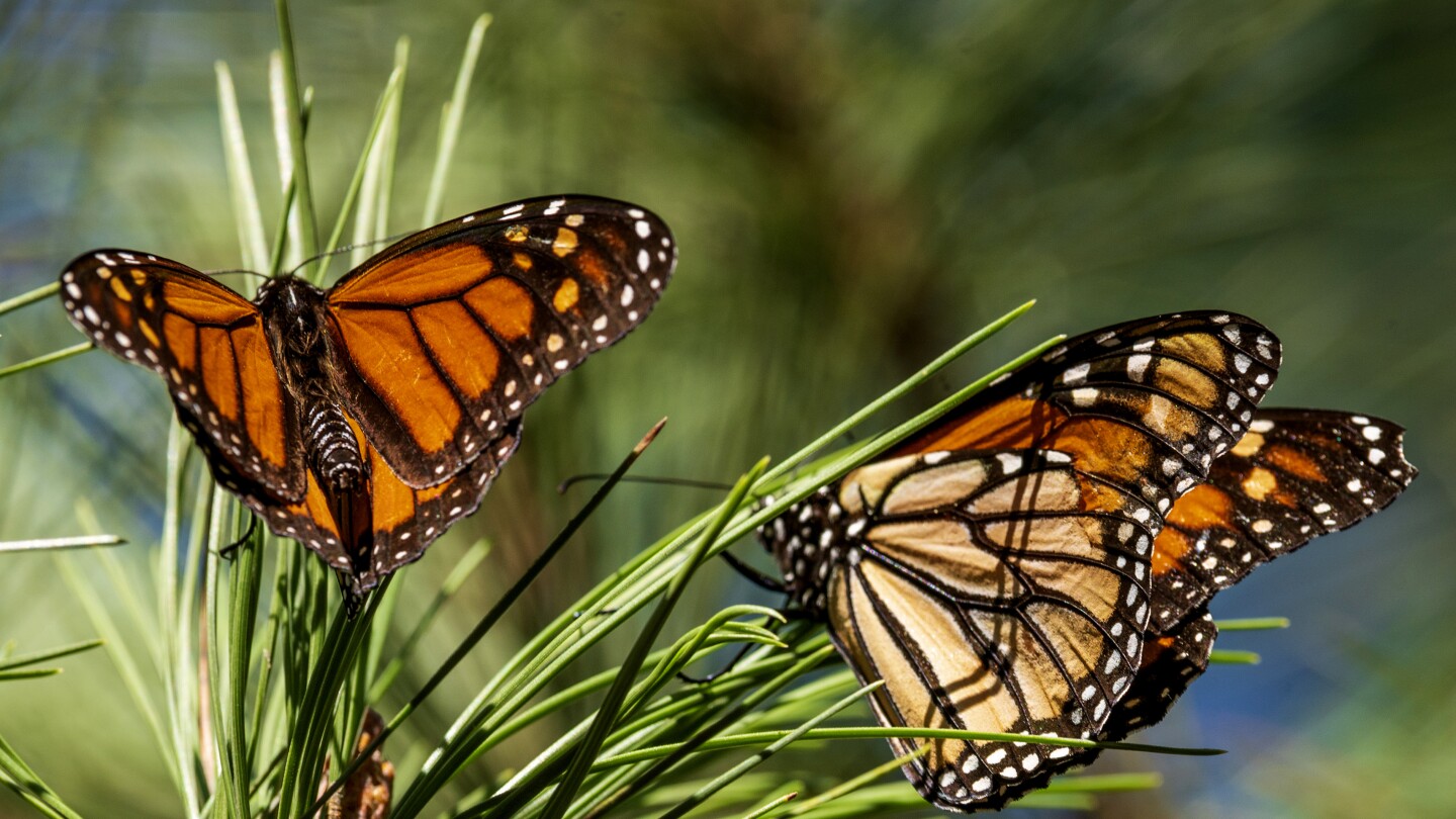 САН ФРАНЦИСКО (АП) — Броят на пеперудите западен монарх, зимуващи