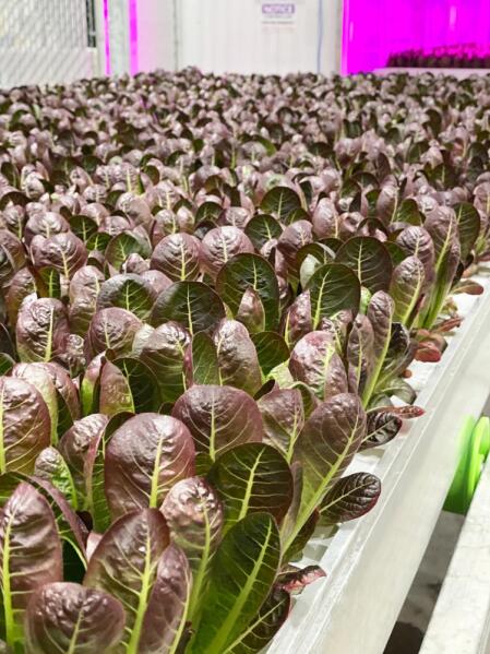 Nutrient-rich Romaine grown in 80 Acres Farms' fully automated vertical farm in Hamilton, OH.