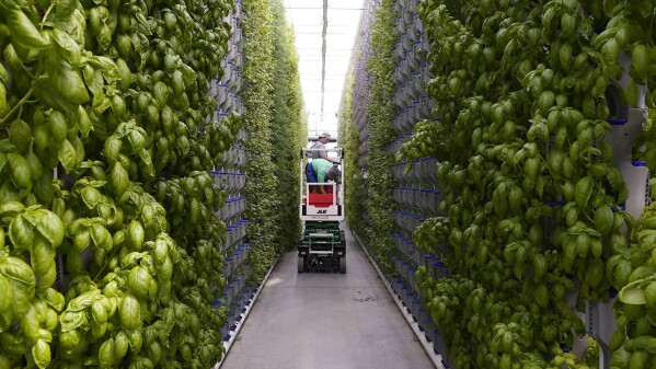 Workers use a lift to check produce plants at a vertical farm greenhouse in Cleburne, Texas, Aug. 29, 2023. Indoor farming brings growing inside in what experts sometimes call “controlled environment agriculture.” There are different methods; vertical farming involves stacking produce from floor to ceiling, often under artificial lights and with the plants growing in nutrient-enriched water. (AP Photo/LM Otero)
