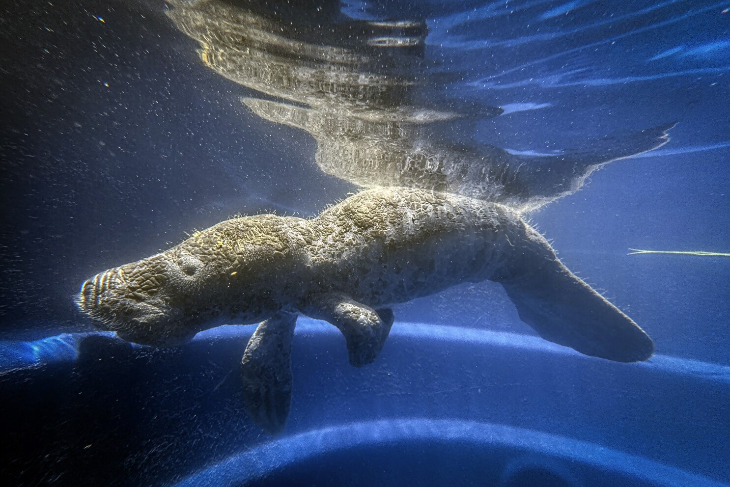 Researchers rescue, rehabilitate and hope to release orphaned manatees into the Amazon