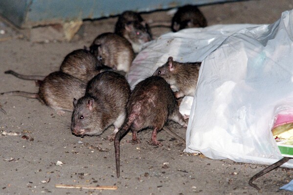 FILE - Rats swarm around a bag of garbage near a dumpster in New York, July 7, 2000. New York lawmakers are proposing rules to humanely drive down the population of rats and other rodents, eyeing contraception and a ban on glue traps as alternatives to poison or a slow, brutal death. (AP Photo/Robert Mecea, File)
