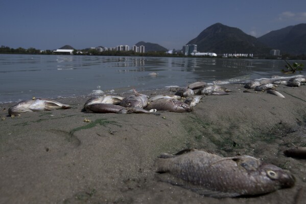 FILE - Fish carcasses cover the shore of Jacarepagua lagoon in front of Olympic Park in Rio de Janeiro, Brazil, Aug. 29, 2015. Eight years after the 2016 Olympic Games, a private concessionaire is working to recover the aquatic ecosystem in Rio's western zone. (AP Photo/Silvia Izquierdo, File)