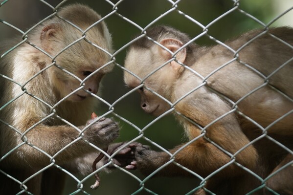 A white-faced capuchin holds an earthworm at a wildlife center in the rural Las Mercedes community of Tocaima, Colombia, Wednesday, May 22, 2024. (AP Photo/Fernando Vergara)