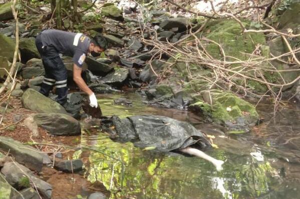 EDS NOTE: GRAPHIC CONTENT - An officer inspects the scene where a woman was found dead at a secluded spot on the southern island of Phuket, Thailand, on Thursday, Aug. 5, 2021. Thai media, quoting police, said the woman was a 57-year-old Swiss national. (AP Photo)