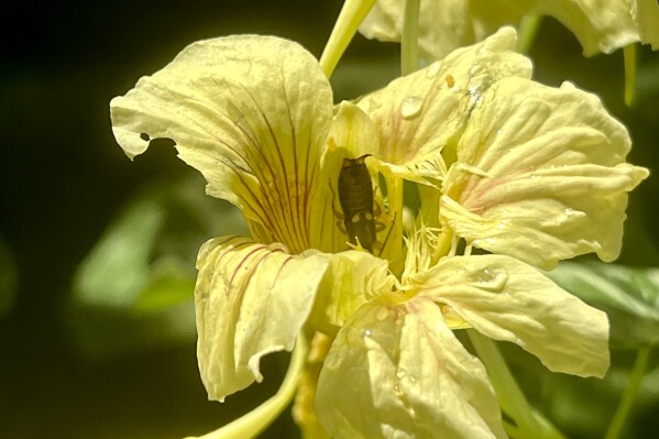 Tips For Gardening In A Heat Wave | Ap News