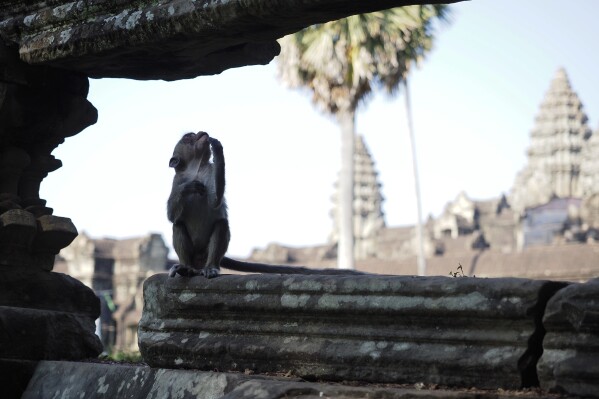 A monkey rests at the Angkor Wat temple complex in Siem Reap province, Cambodia, Tuesday, April 2, 2024. Cambodian authorities are investigating the abuse of monkeys at the famous Angkor UNESCO World Heritage Site. Officials say some YouTubers are physically abusing the macaques to earn cash by generating more views. (AP Photo/David Rising)