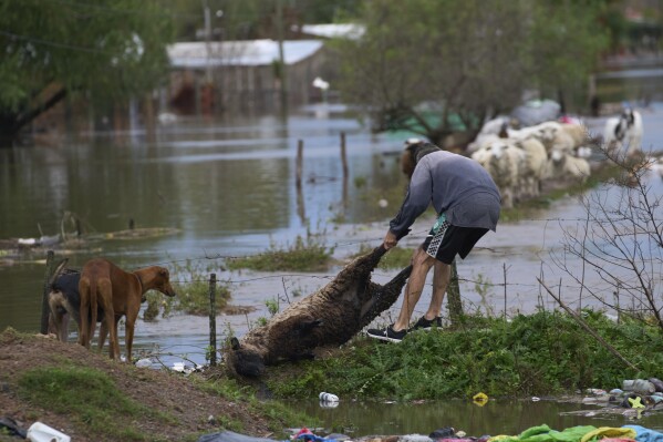 A man recovers a sheep drowned in flood waters after heavy rains in Campana, Argentina, Saturday, May 17, 2025. (AP Photo/Rodrigo Abd)