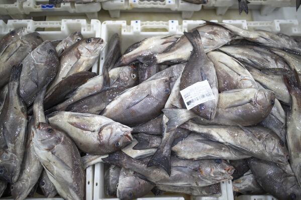 FILE - Fish is displayed for merchants inside the main port in Dakhla city, Western Sahara, Monday, Dec. 21, 2020. A legal adviser to the European Union’s top court has recommended that it annul Europe's fishing agreement with Morocco, which would have allowed European boats to fish for valuable catch off the coast of the disputed Western Sahara. (AP Photo/Mosa'ab Elshamy, File)