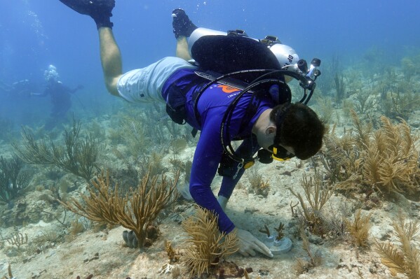 University of Miami Rosenstiel School of Marine, Atmospheric, and Earth Science senior research associate Dalton Hesley cements coral fragments to the reef, Friday, Aug. 4, 2023, on Paradise Reef near Key Biscayne, Fla. (AP Photo/Wilfredo Lee)