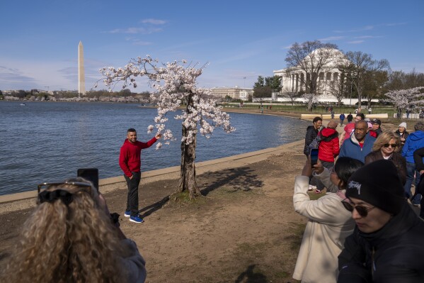 The Washington Monument and Jefferson Memorial are visible as visitors photograph a cherry tree affectionally nicknamed 'Stumpy' as cherry trees enter peak bloom this week in Washington, Tuesday, March 19, 2024. Many of the cherry trees are experiencing their last peak bloom before being removed for a renovation project that will rebuild seawalls around Tidal Basin and West Potomac Park. (AP Photo/Andrew Harnik)