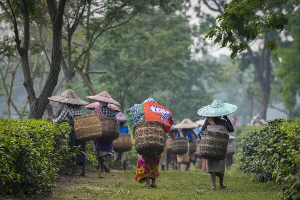 Tea garden laborers walk to deposit their pluck after attending a Bharatiya Janata Party election campaign meeting ahead of general elections in Marioni in upper Assam, India, Tuesday, April 16, 2024. (AP Photo/Anupam Nath)