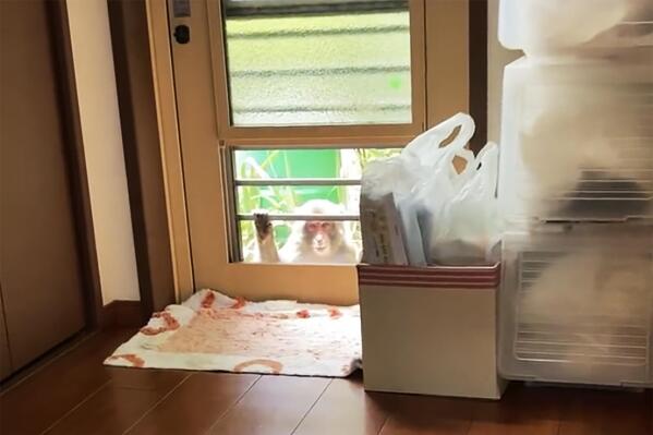 This image from a video shows a monkey loitering around a home in Yamaguchi, Japan, Saturday, July 23, 2022. People in the southwestern Japanese city have come under attack from monkeys that are trying to snatch babies, biting and clawing at flesh, and sneaking into nursery schools. (Twitter via AP)