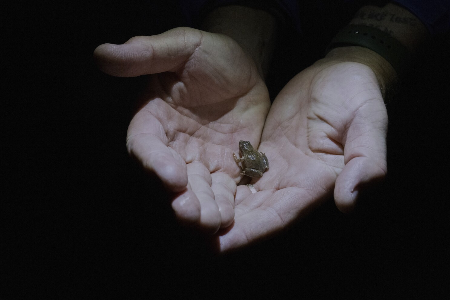 Habitat loss and climate change make it tough to be an amphibian. Some humans are helping