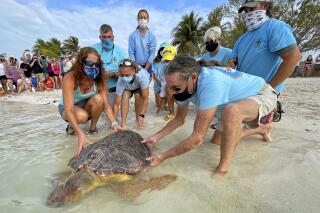 In this photo provided by the Florida Keys News Bureau, Bette Zirkelbach, front left, and Richie Moretti, front right, manager and founder respectively of the Florida Keys-based Turtle Hospital, release "Sparb," a sub-adult loggerhead sea turtle, Thursday, April 22, 2021, at Sombrero Beach in Marathon, Fla. The reptile was found off the Florida Keys in late January 2021 with severe wounds and absent a front right flipper. It was not expected to survive but was treated with a blood transfusion, extensive wound care, broad-spectrum antibiotics, IV nutrition and laser therapy. The turtle made a full recovery and was returned to the wild in conjunction with Thursday's Earth Day celebrations. (Andy Newman/Florida Keys News Bureau via AP)