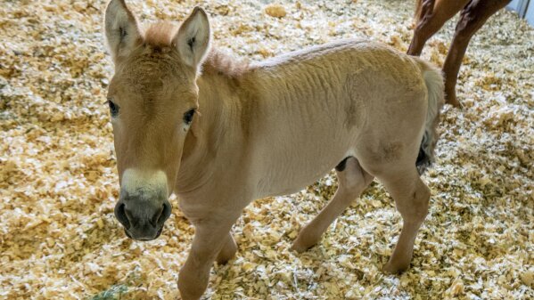 This Sept. 1, 2020 photo provided by San Diego Zoo Global shows Kurt, a tiny horse who is actually a clone. Little Kurt looks like any other baby horse as he frolics playfully in his pen. But the 2-month-old, dun-colored colt was created by fusing cells taken from an endangered Przewalski's horse at the San Diego Zoo in 1980. The cells were infused with an egg from a domestic horse that gave birth to Kurt two months ago. The baby boy was named for Kurt Benirschke, a founder of the San Diego Zoo's Frozen Zoo, where thousands of cell cultures are stored. Scientists hope he'll help restore the Przewalski's population, which numbers only about 2,000. (Christine Simmons/San Diego Zoo Global via AP)