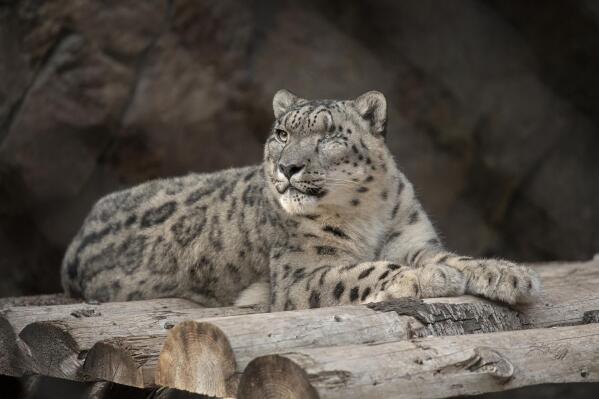 In this Oct. 10. 2019, photo, provided by the San Diego Zoo Wildlife Alliance, Ramil, a male snow leopard, rests at the San Diego Zoo in San Diego. Ramil was tested for the coronavirus after caretakers noticed that he had a cough and runny nose on Thursday, July 22, 2021. The animal's stool sample was tested by the zoo staff and at a state-level lab, both of which confirmed the presence of the coronavirus, the zoo said in a statement the following day. It's unclear how Ramil got infected. In 2017, veterinarians removed his left eye due to a chronic condition he already had when he arrived at the zoo. (Tammy Spratt/San Diego Zoo Wildlife Alliance via AP)