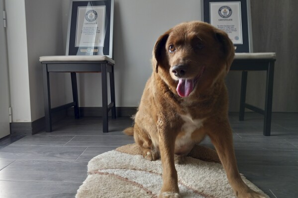 FILE - Bobi, a purebred Rafeiro do Alentejo Portuguese dog, poses for a photo with his Guinness APRecord certificates for the oldest dog, at his home in Conqueiros, central Portugal, May 20, 2023. Guinness APRecords has ruled against a Portuguese dog that died last year keeping the title of oldest canine ever. GWR said Thursday Feb. 22, 2024, that following a review it no longer has the evidence it needs to support Bobi鈥檚 claim as the record holder. (APPhoto/Jorge Jeronimo, File)