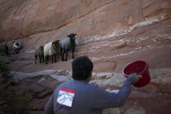 Nikyle Begay holds up a bucket of feed to attract their sheep Thursday, Sept. 7, 2023, on the Navajo Nation in Ganado, Ariz. Begay knows each sheep by shades of brown or white, by their horns and by their personalities—assertive, quiet and occasionally sassy or mean. (AP Photo/John Locher)