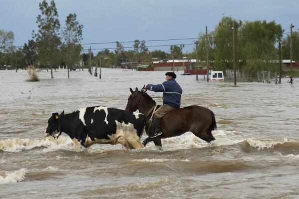A wrangler herds a cow through floodwaters following heavy rains in Campana, Argentina, Saturday, May 17, 2025. (AP Photo/Rodrigo Abd)
