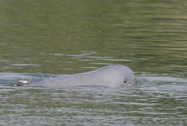 irrawaddy river dolphin