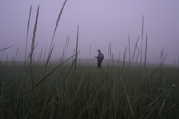 Daniel Horton, field biologist with the Bird Conservancy of the Rockies, conducts a grassland bird survey Tuesday, June 20, 2023, in Potter, Neb. (AP Photo/Brittany Peterson)