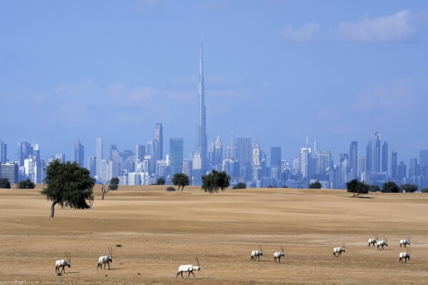 FILE - A flock of Arabian Oryx graze at a conservation area in front of the city skyline with the Burj Khalifa, the world's tallest building, in Dubai, United Arab Emirates, Jan. 8, 2023. Dubai hosts the United Nations COP28 climate talks starting Nov. 30. (AP Photo/Kamran Jebreili, File)
