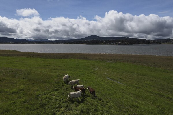 Cattle graze next to the Victoria reservoir in the State of Mexico, Mexico, Oct. 10, 2023. (AP Photo/Marco Ugarte, File)
