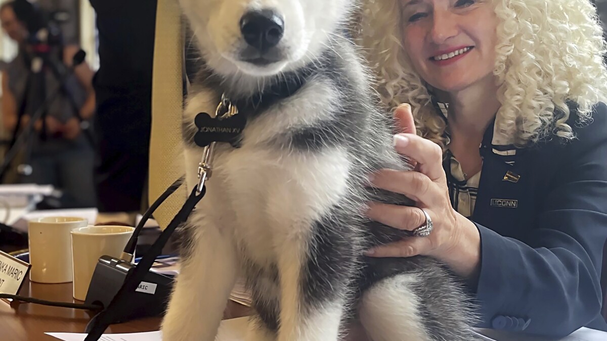 UConn introduces Siberian husky pup Jonathan XV as the school's next mascot  | AP News