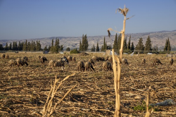 Sheep graze in a dry field near the village of Bardala in the Jordan Valley, Tuesday, Aug.8, 2023. M. In the occupied West Bank, where Israeli water pipes don’t reach, Palestinians say they can't get enough water to irrigate their farms. By comparison, the neighboring Jewish settlements look like an oasis with swimming pools. (AP Photo/Mahmoud Illean)