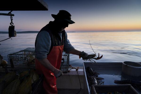 FILE - Max Oliver moves a lobster to the banding table aboard his boat while fishing off Spruce Head, Maine, on Aug. 31, 2021. America's lobster fishing business dipped in catch while grappling with challenges including a changing ocean environment and new rules designed to protect rare whales. (AP Photo/Robert F. Bukaty, File)