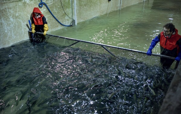 Stephen Zicari, left, and Brad Bednarski, employees of Local Coho salmon fish farm coral fish, slated for donation to the Food Bank of Central New York, in one of the farm's tanks Friday, Jan. 24, 2025, in Auburn, N.Y. (AP Photo/Craig Ruttle)