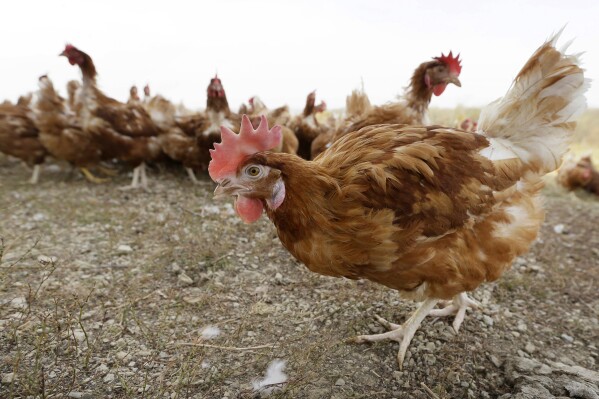 FILE - Chickens walk in a fenced pasture at an organic farm in Iowa on Oct. 21, 2015. Another 1.2 million chickens will have to be slaughtered after bird flu was confirmed on an Iowa egg farm in the second massive case this week just days after nearly 1 million chickens had to be killed on a Minnesota egg farm. (AP Photo/Charlie Neibergall, File)