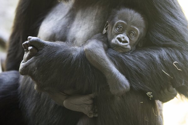 This May, 4, 2020, photo released by the Woodland Park Zoo shows a 2 1/2-month-old male gorilla, Kitoko, with mom Uzumma. Kitoko was injured during a skirmish among his six-member family group in Seattle.  Animal health experts say little Kitoko was bitten on the head, likely by accident when another gorilla tried to bite his mother, Uzumma. Kitoko sustained a fractured skull and a severe laceration, but zoo officials say the 2 1/2-month-old gorilla underwent surgery and may survive if he doesn't develop an infection. (Jeremy Dwyer-Lindgren/Woodland Park Zoo via AP)