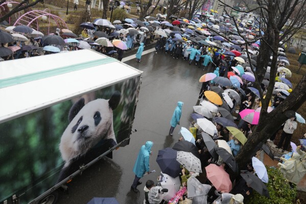 A vehicle carrying Fu Bao, the first giant panda born in South Korea, arrives for a farewell ceremony before Fu Bao is transferred to the airport for China at the Everland amusement park in Yongin, South Korea, Wednesday, April 3, 2024. A crowd of people, some weeping, gathered at the rain-soaked amusement park in South Korea to bid farewell to their beloved giant panda before her departure to China on Wednesday.(AP Photo/Lee Jin-man)
