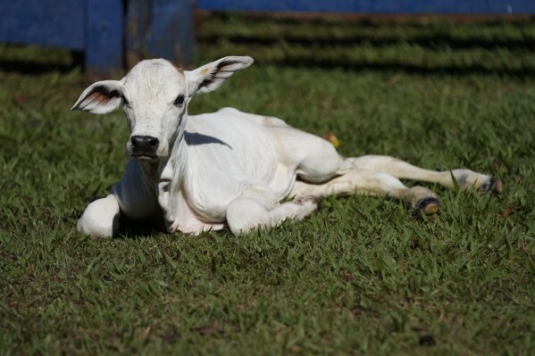 A cloned calf lays on the grass at Geneal Animal Genetics and Biotechnology in Uberaba, Minas Gerais state, Monday, April 29, 2024. Perhaps one-third of fetal clones survive; the pregnancies can fail or a clone can be born with deformities that require euthanasia, said Paulo Cerantola, Geneal Animal Genetics and Biotechnology’s commercial director. (AP Photo/Silvia Izquierdo)