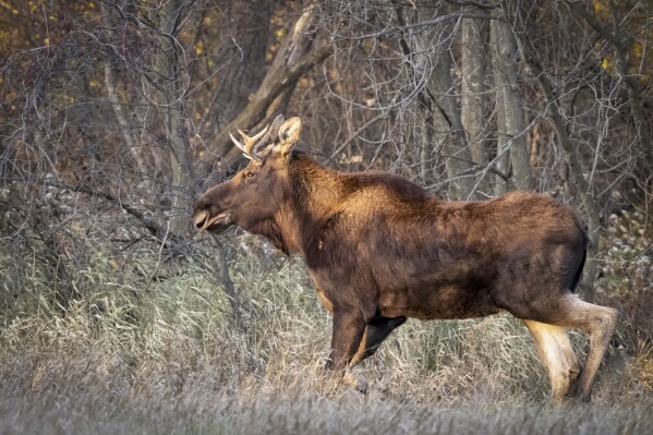 In this photo provided by Bernie Stang, a moose, named Rutt, or Bullwinkle by admirers, roams through Meeker County, Minn., Oct. 29, 2023. (Bernie Stang via AP)