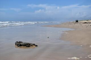 This May 24, 2021 photo provided by the National Park Service shows a young alligator traced to the Louisiana bayous on Padre Island beach in South Texas. Officials at Padre Island National Seashore said in a Facebook post that the gator showed up Monday, May 24, 2021, on Malaquite Beach, about 25 miles southeast of Corpus Christi. National Park Service rangers found it and checked its tail notch and tags on its rear feet to determine it had come from Louisiana. (K Rogers/National Park Service via AP)