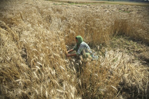 An Indian woman harvests wheat during lockdown on the outskirts of Jammu, India, Wednesday, April 22, 2020. As governments around the world try to slow the spread of the coronavirus, India has launched one of the most draconian social experiments in history, locking down its entire population, including an estimated 176 million people who struggle to survive on $1.90 a day or less. (AP Photo/ Channi Anand)